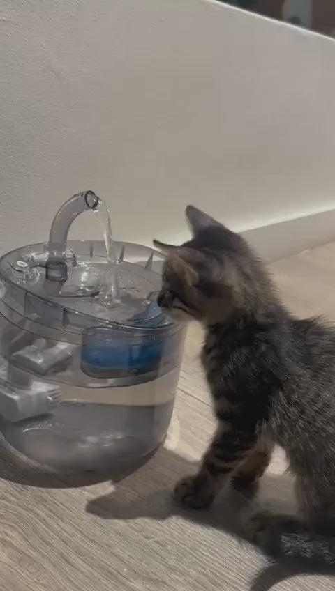 🐾 Fuente de Agua para Gatos y Perros 🐾